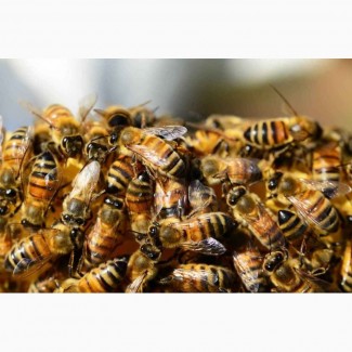 Продам сімЇ бджіл