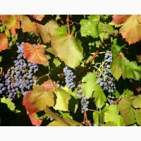 ОПТОМ и мелким оптом столовый виноград 15грн с собственных виноградников