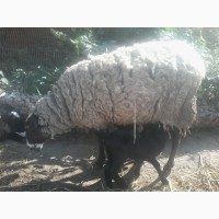 Продам вівці