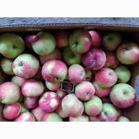 Раннее яблоко Женева, первый и второй сорт. цена за первый сорт 10 грн