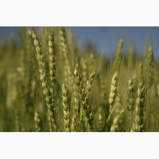 Семенной элитный оз.сорт мягкой пшеницы GATINO