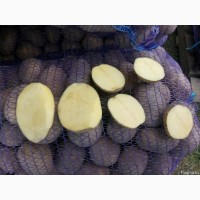 Продам товарный картофель отличного качества с НДС и без