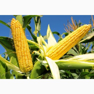 Насіння кукурудзи Вн 63 від виробника ВНІС (посівний матеріал)