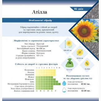 Соняшник Атілла класичний A-F гібрид ВНІС насіння