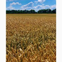 Озима пшениця Богдана (еліта, урожай 2023року)