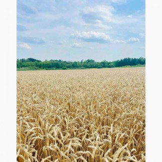 Озима пшениця Богдана (еліта, урожай 2024 року)