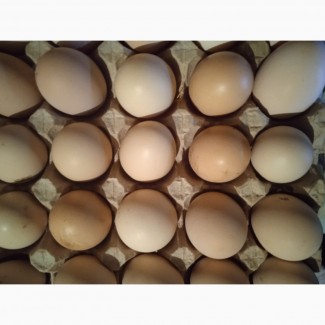 Продам яйця домашні натуральні