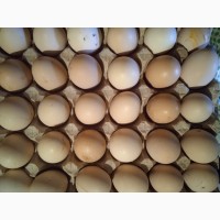 Продам яйця домашні натуральні