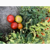 Реализую круглый помидор « Уракан» ( красный, бурый, зелёный)