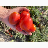 Реализую круглый помидор « Уракан» ( красный, бурый, зелёный)