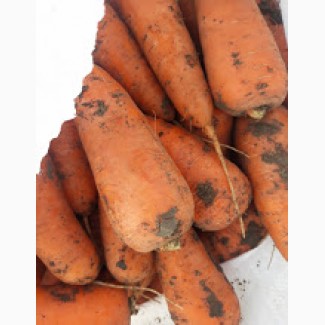 Морковь, сорт Абако