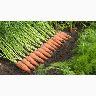 Морковь свежая 2020 год сбор