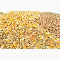 Кукурудза, соя, фуражна пшениця. Закупка