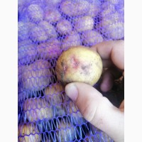 Насіння Повелитель просторів картопля