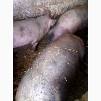Продам домашніх свиней, вирощених в підсобному господарстві