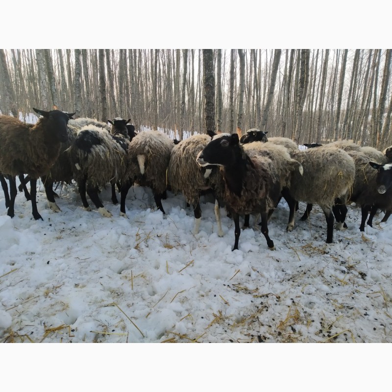 Фото 2. Вівці романівської породи