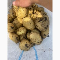 Продам оптом молодой картофель