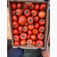 Високоросла помідора