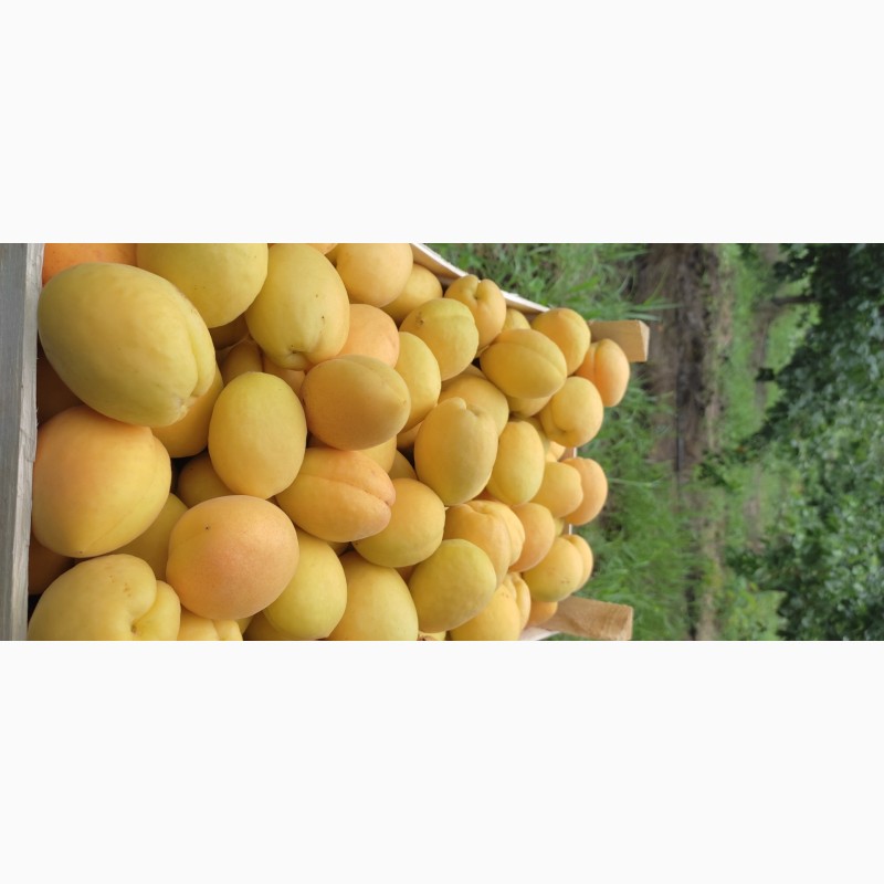 Фото 2. Продам абрикосы из Молдовы