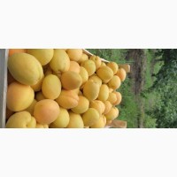 Продам абрикосы из Молдовы