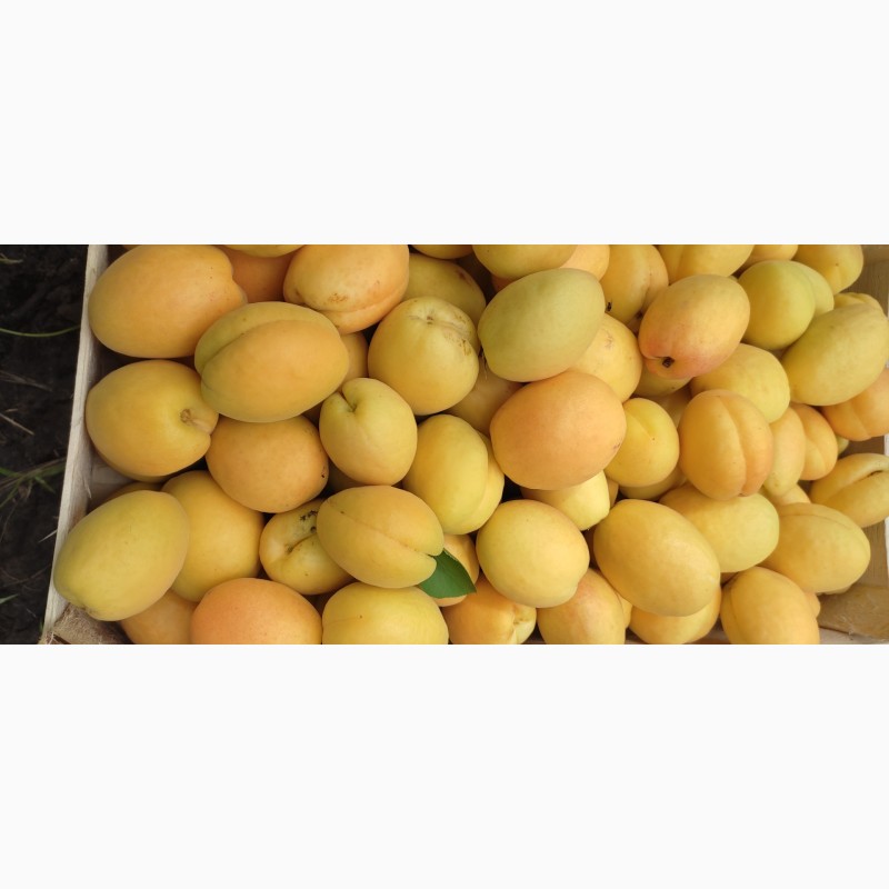 Фото 3. Продам абрикосы из Молдовы