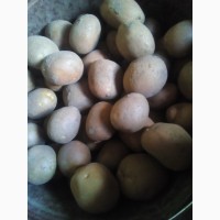 Насіння картоплі, картопля