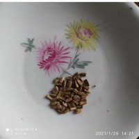 Эхинацея (семена 50 шт)