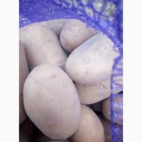 Продам насінневу картоплю Білароса від 5 тон