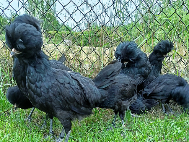 Фото 2. Інкубаційне яйце, курчата, Падуан чорний, зозулений. Оплід хороший