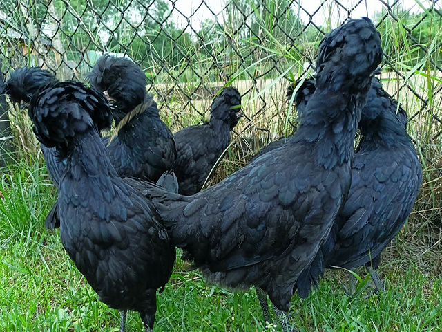 Фото 4. Інкубаційне яйце, курчата, Падуан чорний, зозулений. Оплід хороший