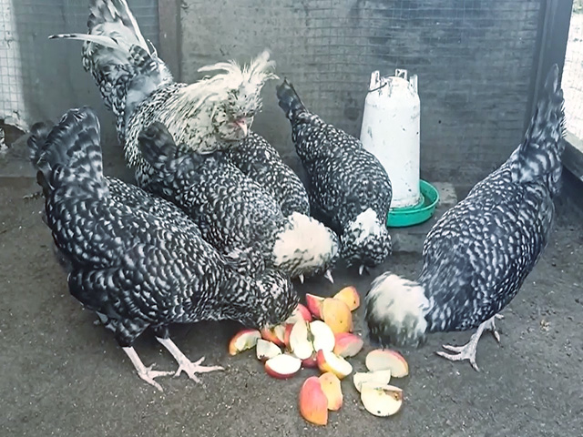 Фото 5. Інкубаційне яйце, курчата, Падуан чорний, зозулений. Оплід хороший