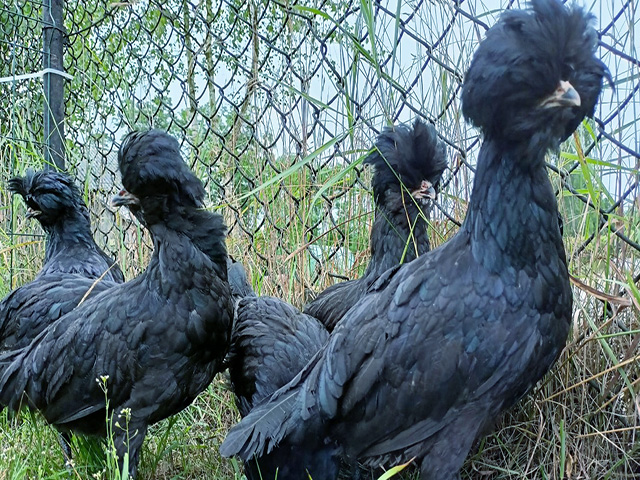 Фото 6. Інкубаційне яйце, курчата, Падуан чорний, зозулений. Оплід хороший