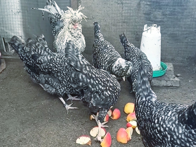 Фото 7. Інкубаційне яйце, курчата, Падуан чорний, зозулений. Оплід хороший