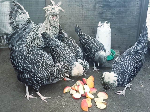 Фото 8. Інкубаційне яйце, курчата, Падуан чорний, зозулений. Оплід хороший