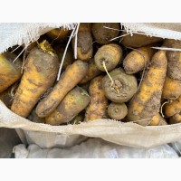 Продам жовту солодку(вміст цукру 7%) моркву 1 сорт- урожаю 2022 р-походження Узбекистан