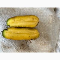 Продам жовту солодку(вміст цукру 7%) моркву 1 сорт- урожаю 2022 р-походження Узбекистан