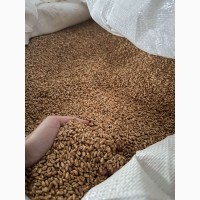 Пропонуємо насіння ярої пшениці Тюбалт (СН-1)