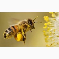 Продам бджолосім#039;ї та бджолопакети
