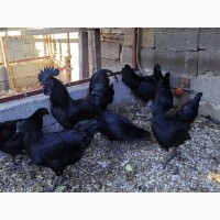 Яйце інкубаційне, курчата, Аям Цемані
