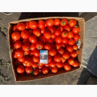 Продам помидор сорт асвон и есть пару тонн дыни сорта Мазин