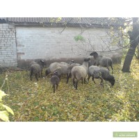 Продам овец романовской породы (ярки,бараны,ягнята)