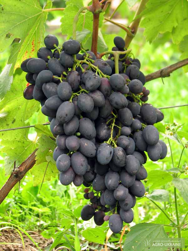 Виноград столово технический. Ранние сорта винограда.