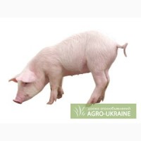 Концентрат для свиней Гровер/Финишер 15 - 10% (Голландия)