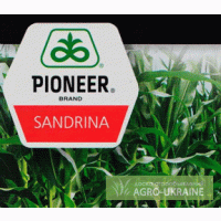 Продам семена кукурузы пионер PR39H72 (Сандрина)