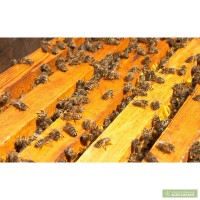 Пробам пчелосемьи Чернигов