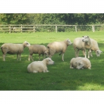 Продам овец пород: Суфолк Дорпер Тексель Цвартблест