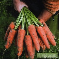 Продаю морковь,опт,сорт абакка-кардифф-каскад