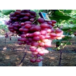 Столовый виноград оптом от производителя