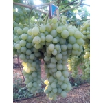 Столовый виноград оптом от производителя