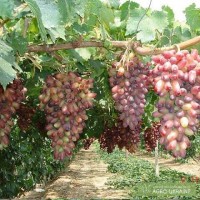 Продам крупный виноград